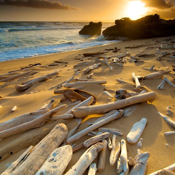 Sunbaked Driftwood 2 LBS 100% Organic + Beach Foraged Made By Mother Nature - Picture 11 of 11